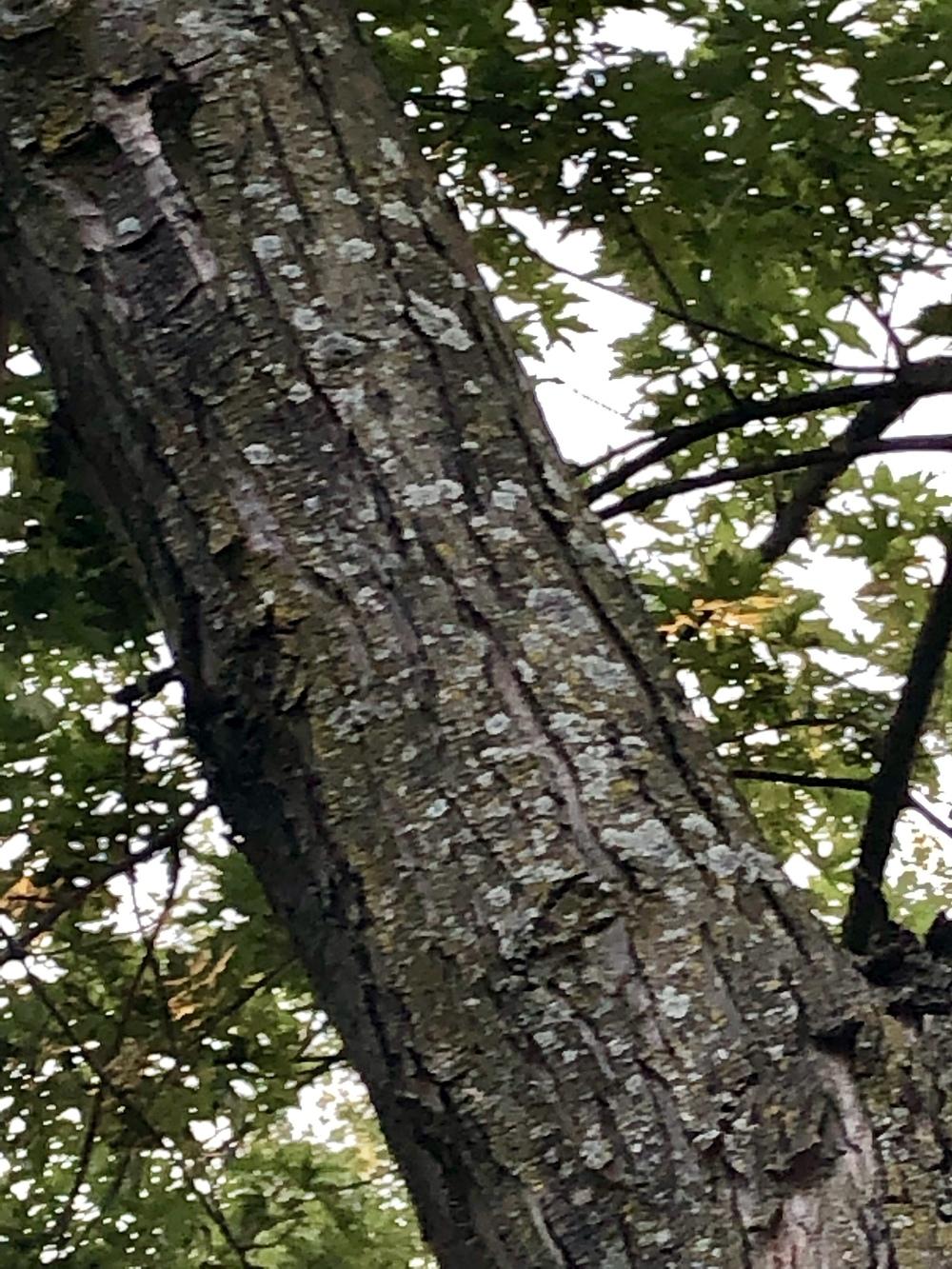 What is killing my bushes and trees?? in the Ask a Question forum