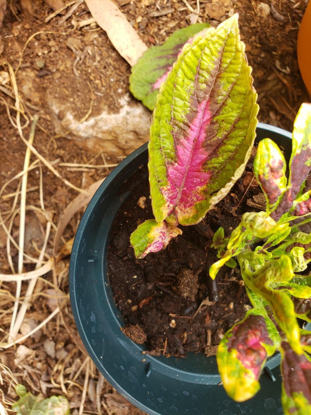 What's eating my coleus? And what is the white film on the leaves? in