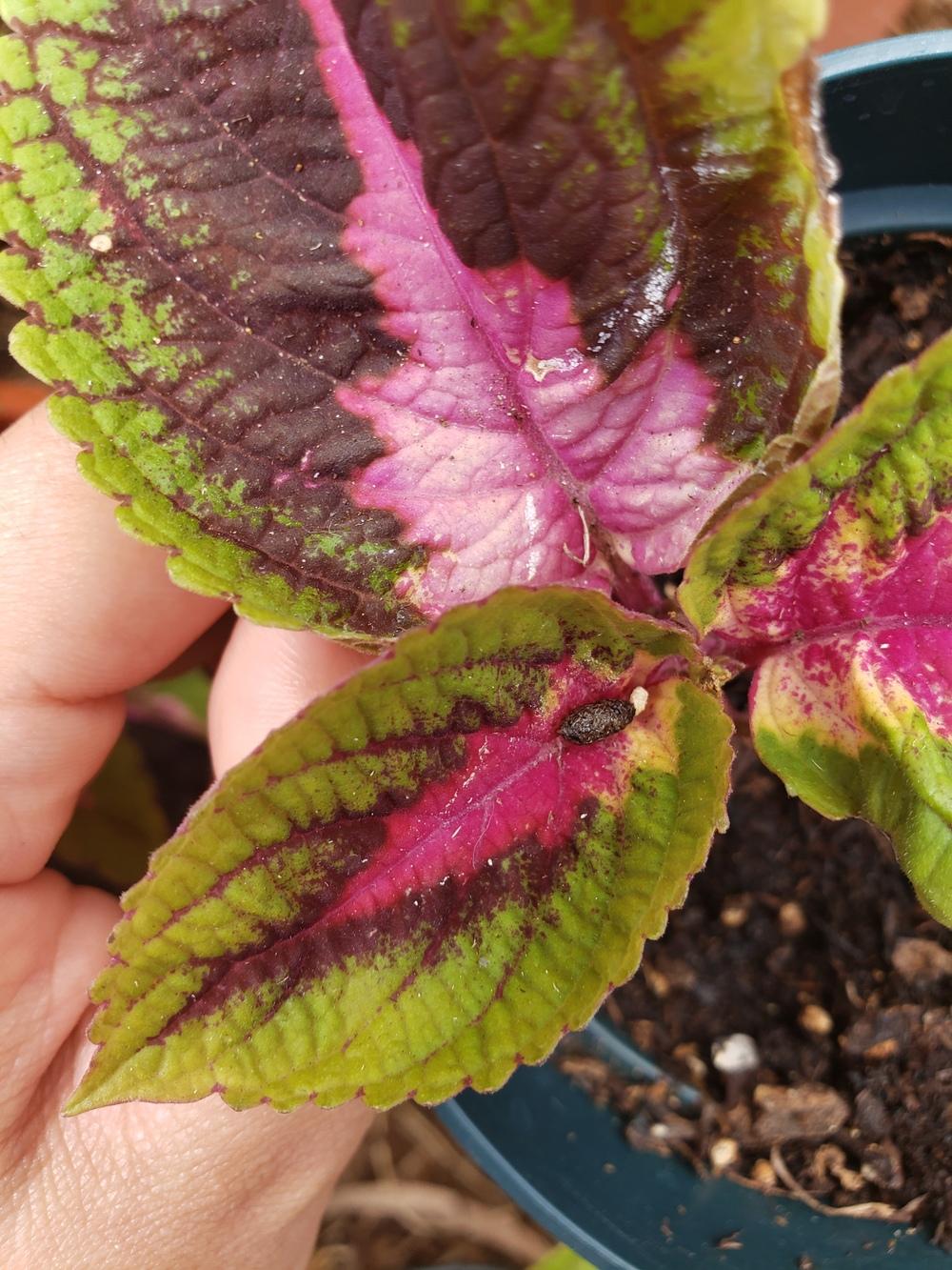 What's eating my coleus? And what is the white film on the leaves? in