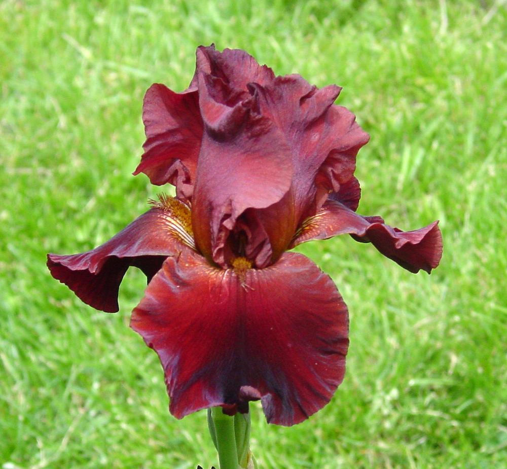 Tall Bearded Iris (Iris 'Warrior King') in the Irises Database
