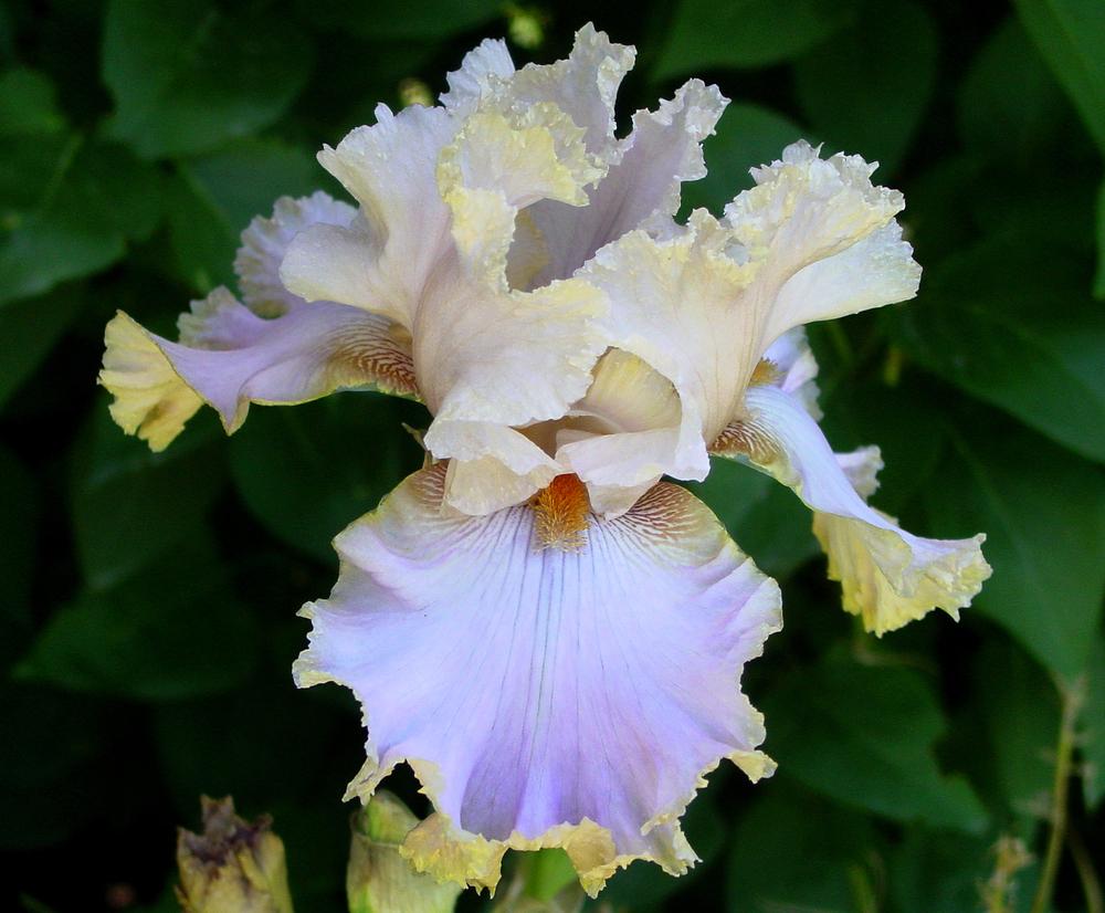 Tall Bearded Iris (Iris 'Lady Jane') in the Irises Database