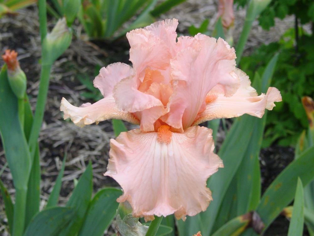 Tall Bearded Iris (Iris 'Buisson de Roses') in the Irises Database