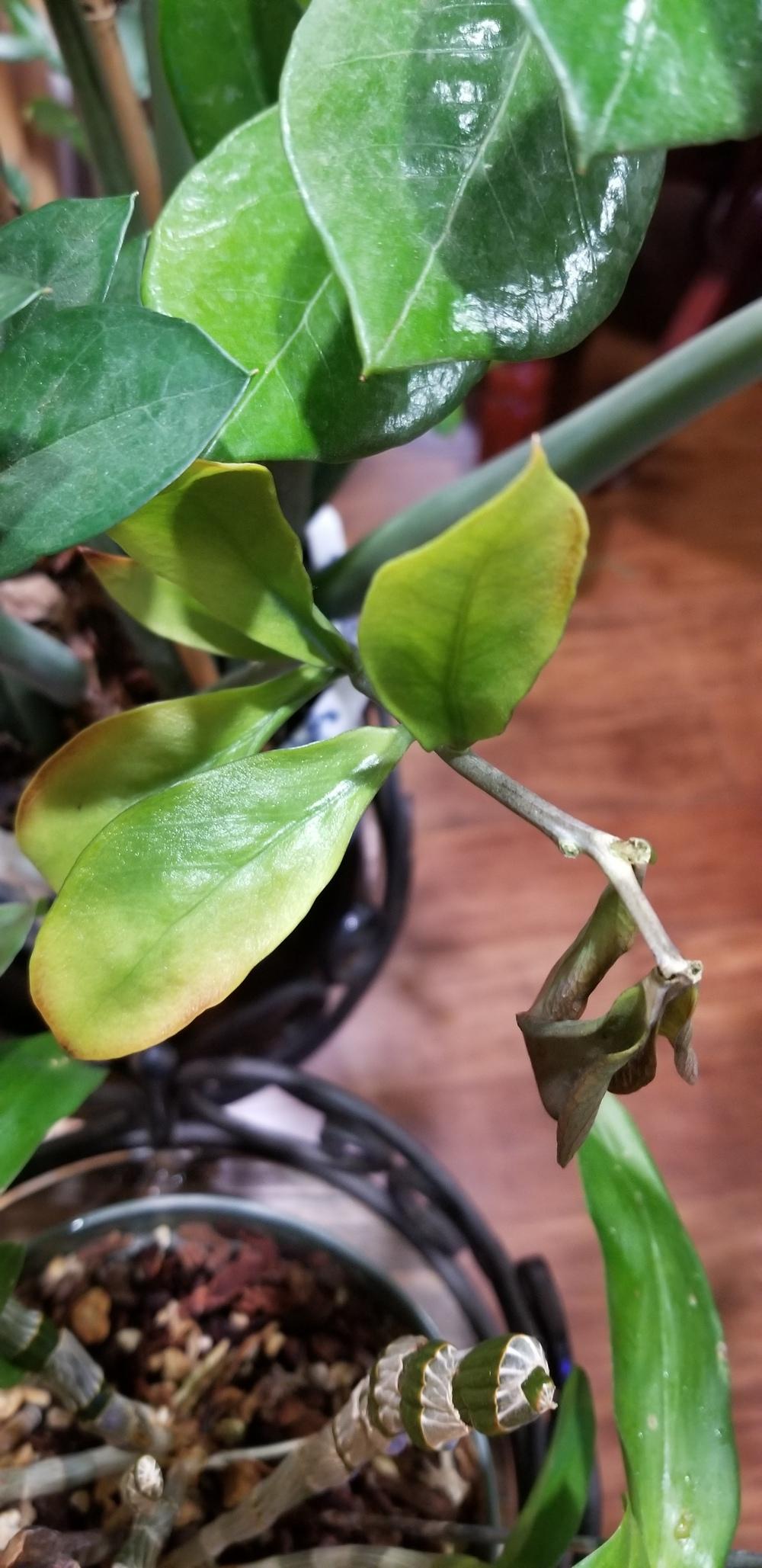 Yellowing stem on eternity plant in the Ask a Question forum