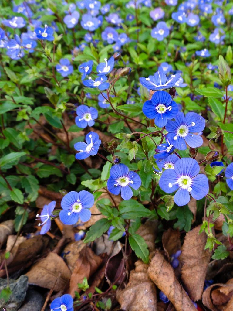 Veronicas Plant Care and Collection of Varieties