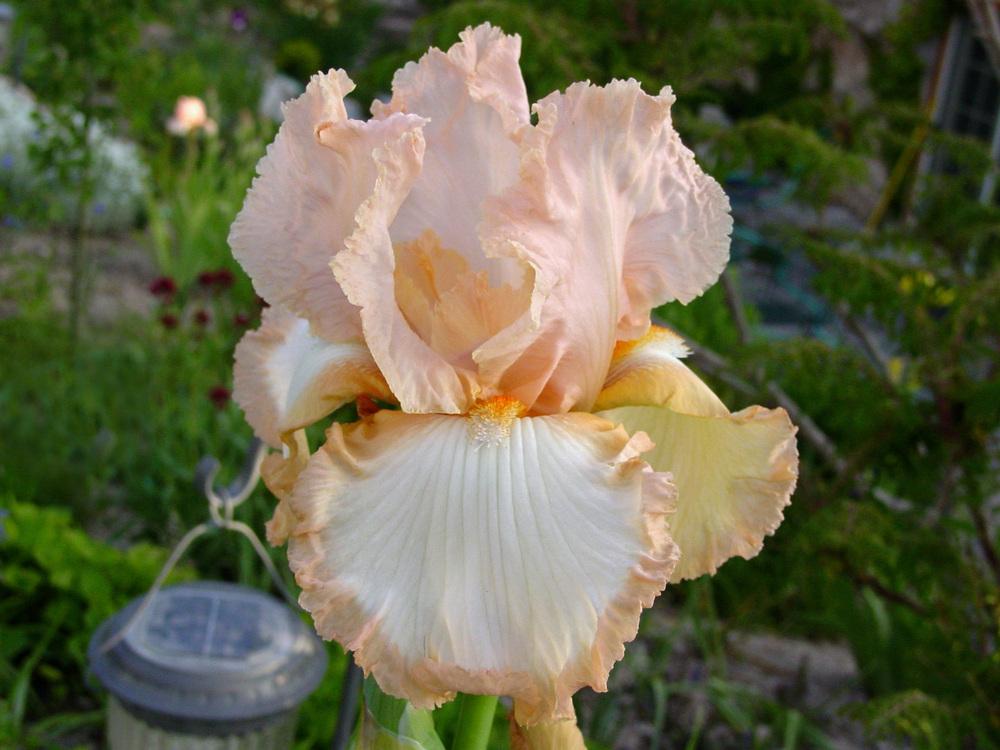 Tall Bearded Iris (Iris 'Peach Frost') in the Irises Database