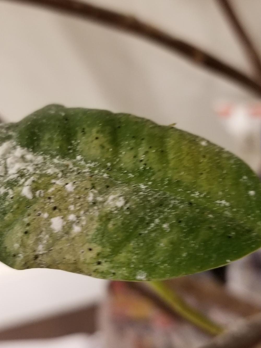 Rubber Plant Disease or pest? in the Houseplants forum