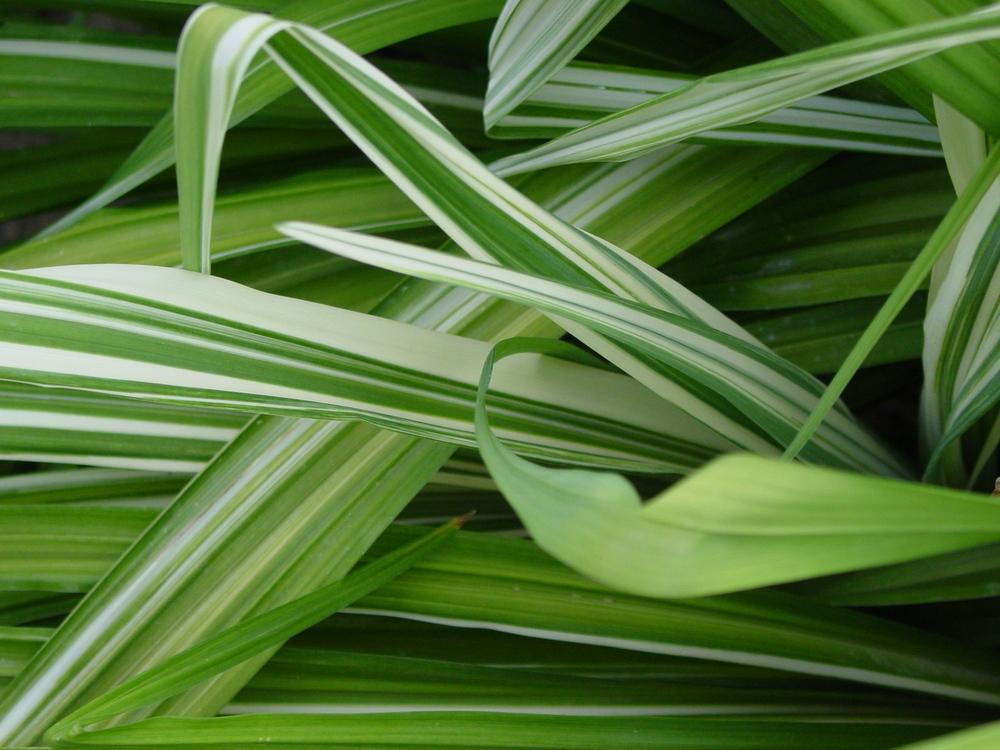 Photo of the leaves of Daylily (Hemerocallis 'Variegated Kwanso