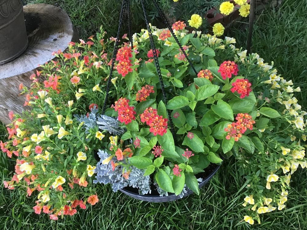 What are my pentas dying in the Annuals forum