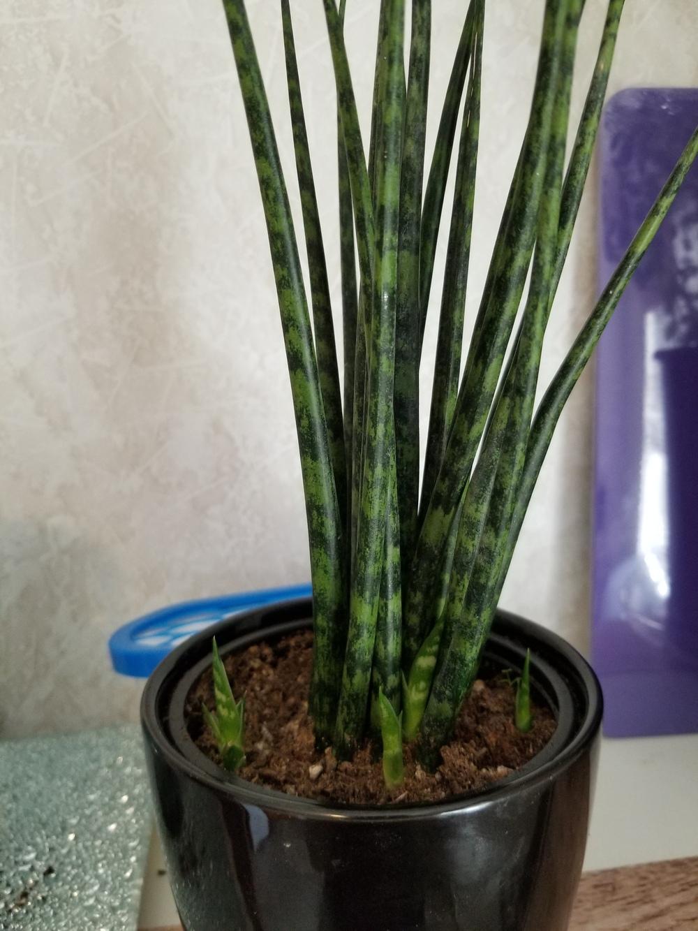 New to snake plants in the Cactus and Succulents forum