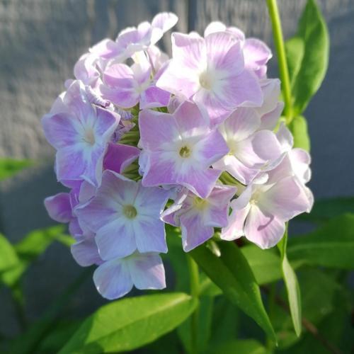 Garden Phlox (Phlox paniculata 'Cool Water') in the Phloxes Database