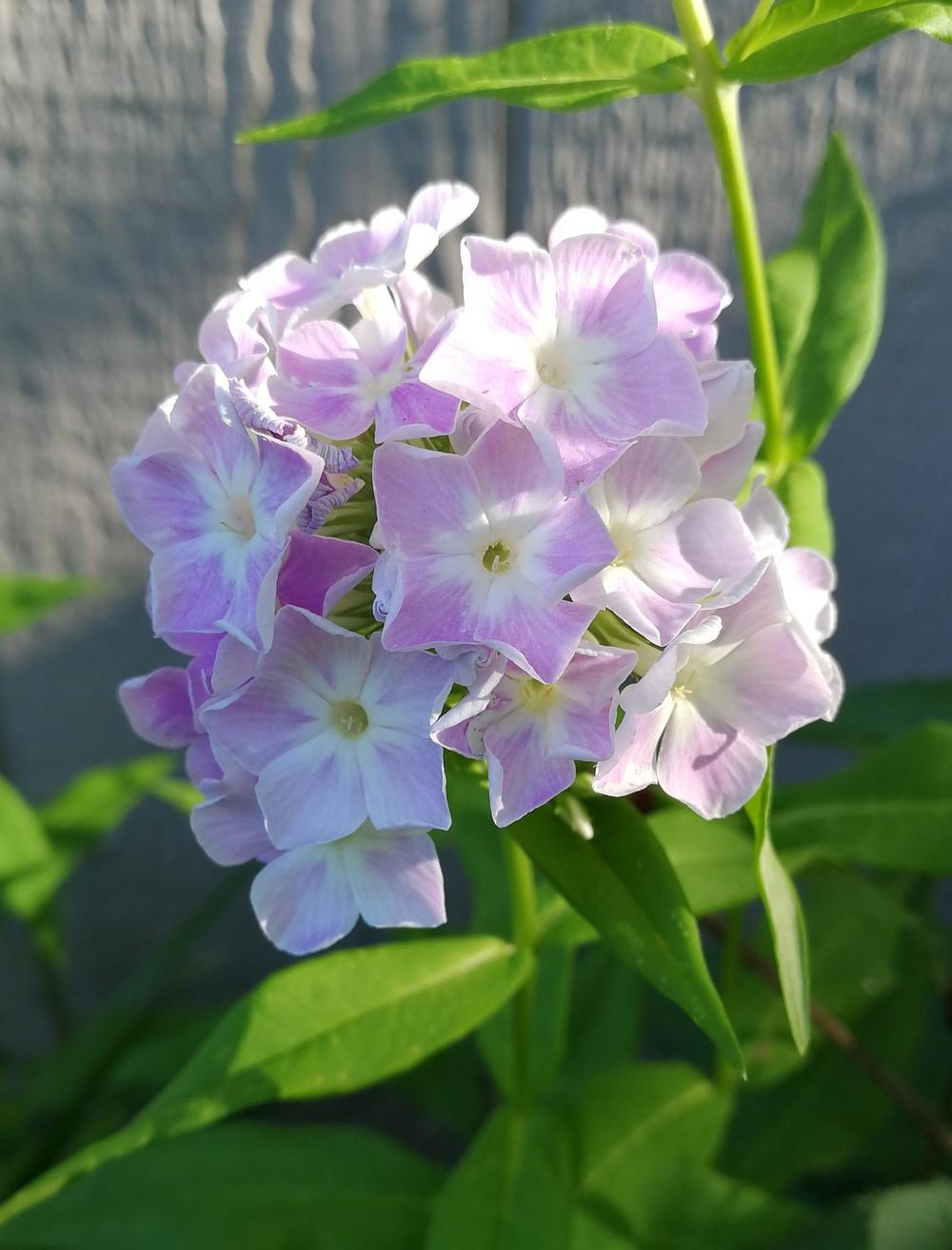 Photo of the bloom of Garden Phlox (Phlox paniculata 'Cool Water