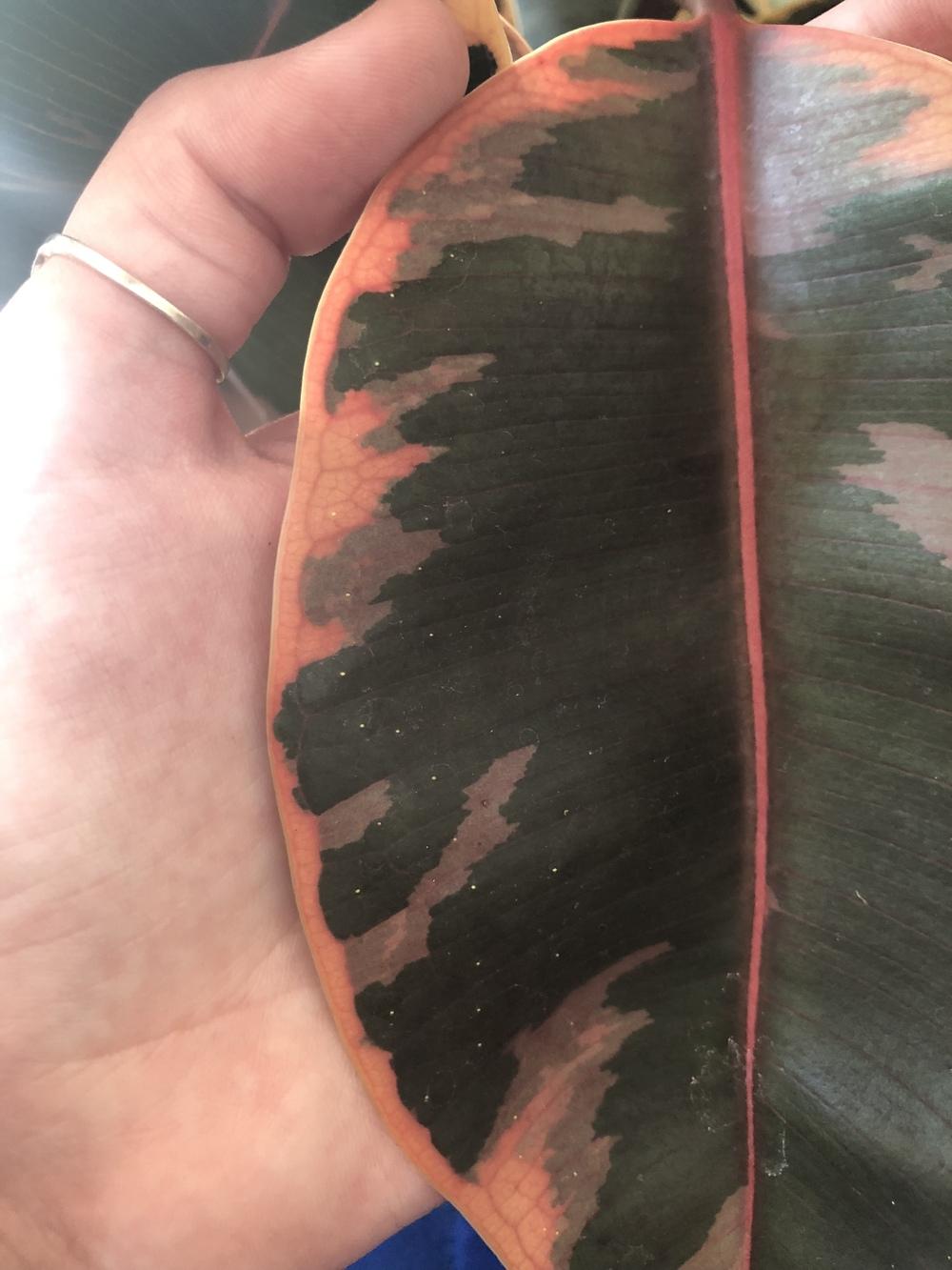 What are these spots on my rubber tree? in the Houseplants forum