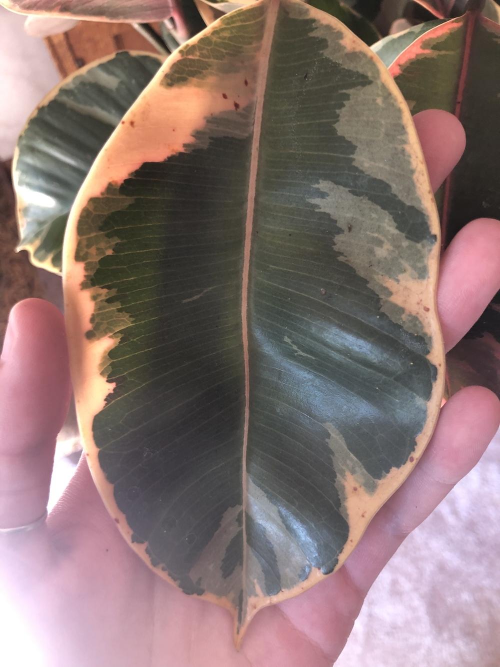 What are these spots on my rubber tree? in the Houseplants forum