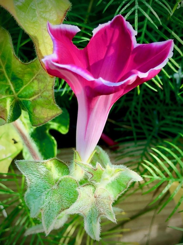 Photo of the bloom of Morning Glory (Ipomoea 'Red Picotee') posted by 62latour