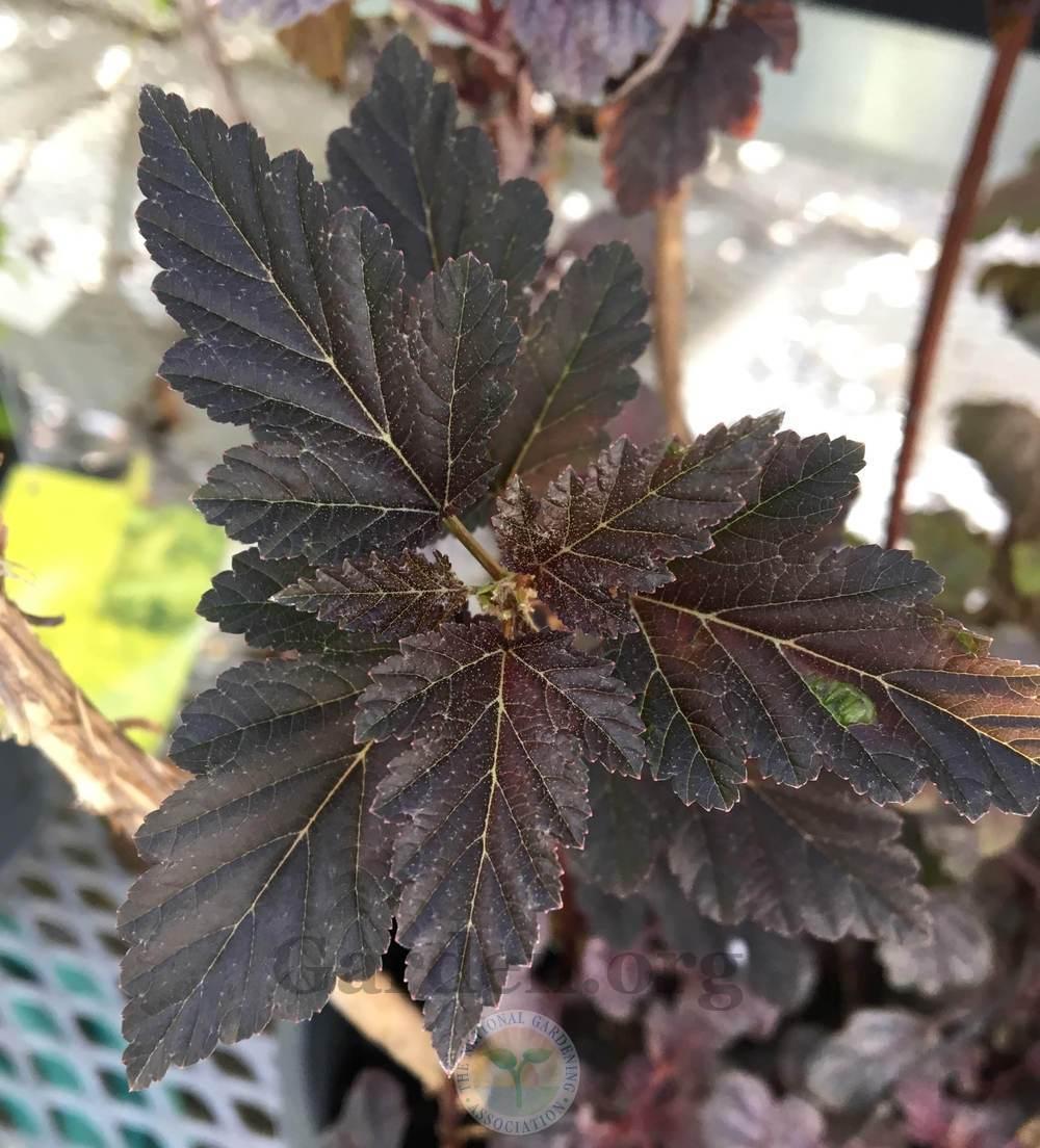 Eastern Ninebark (Physocarpus opulifolius Gumdrop™ Burgundy Candy) in