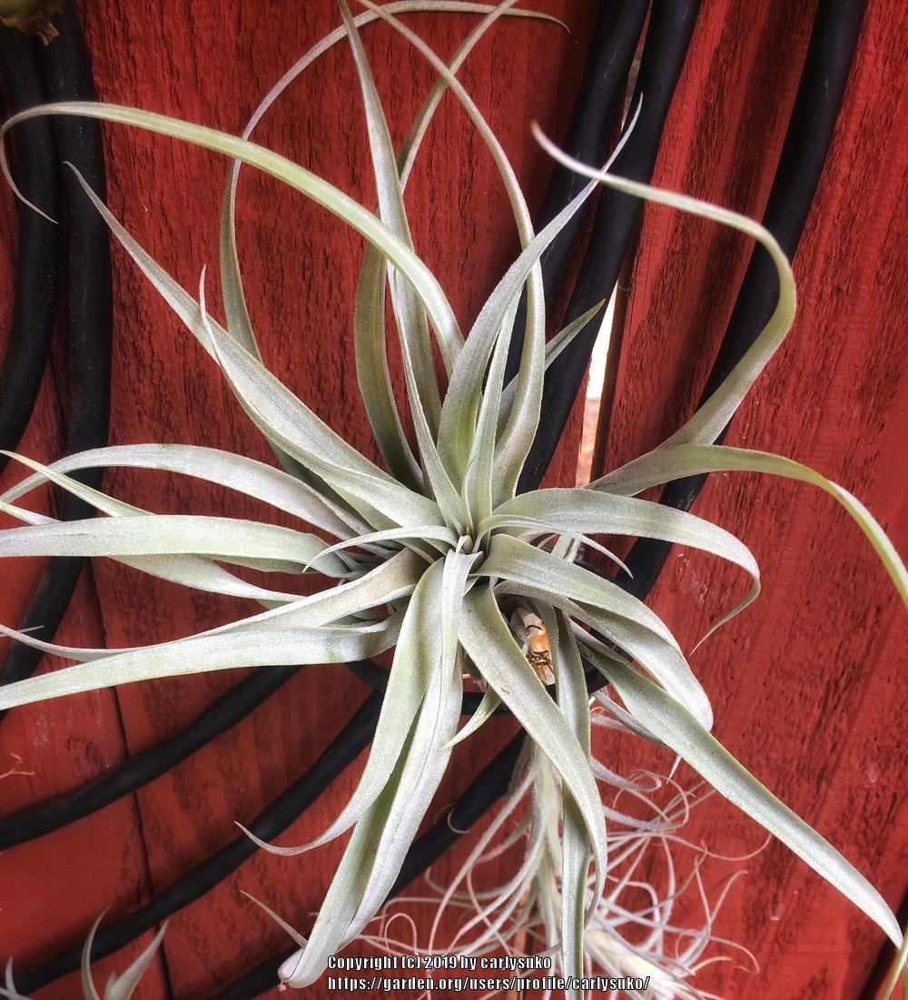 Air Plants Plant Care and Collection of Varieties