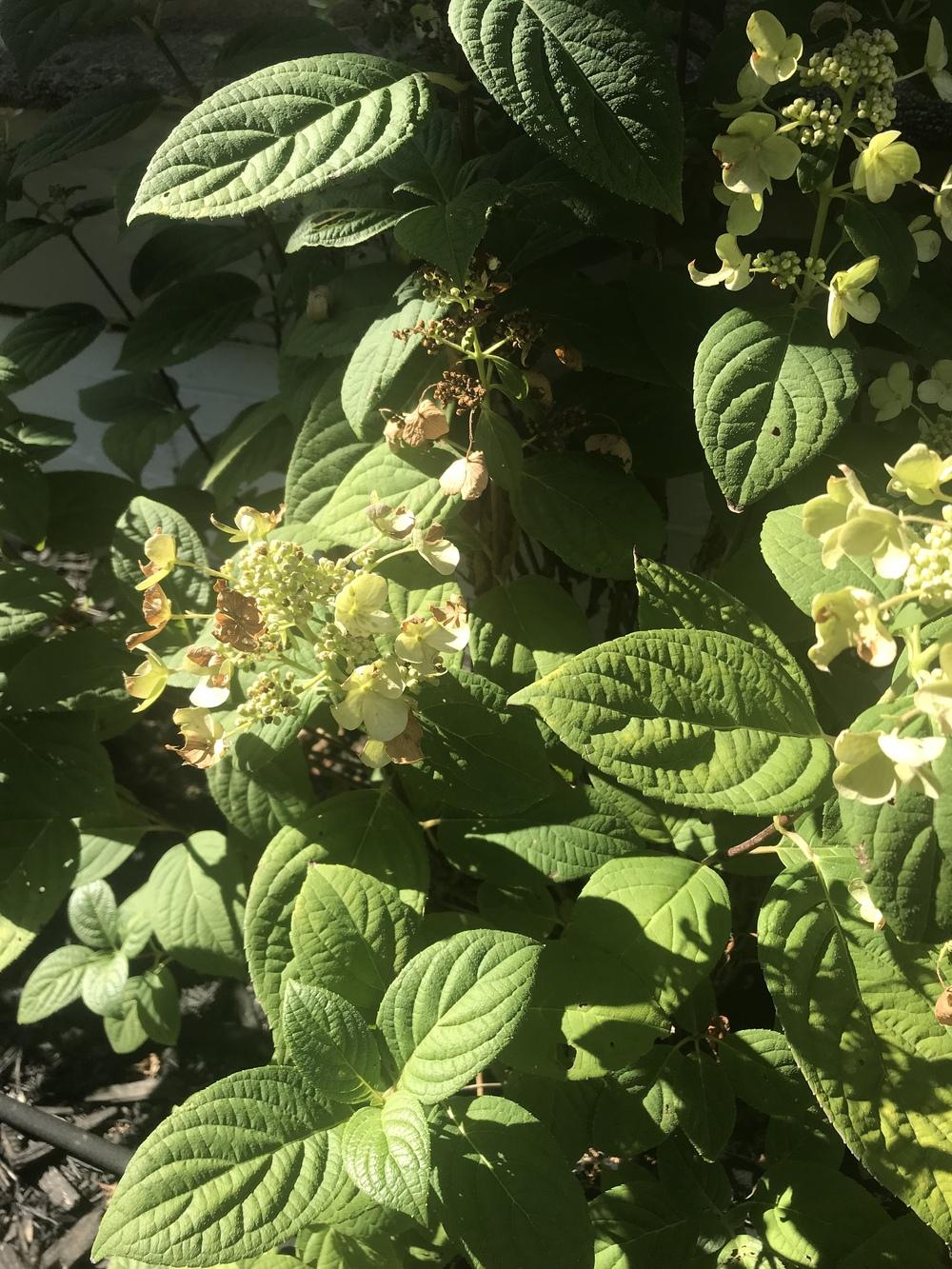 Ask A Question Forum Quickfire Hydrangeas Help Garden Org
