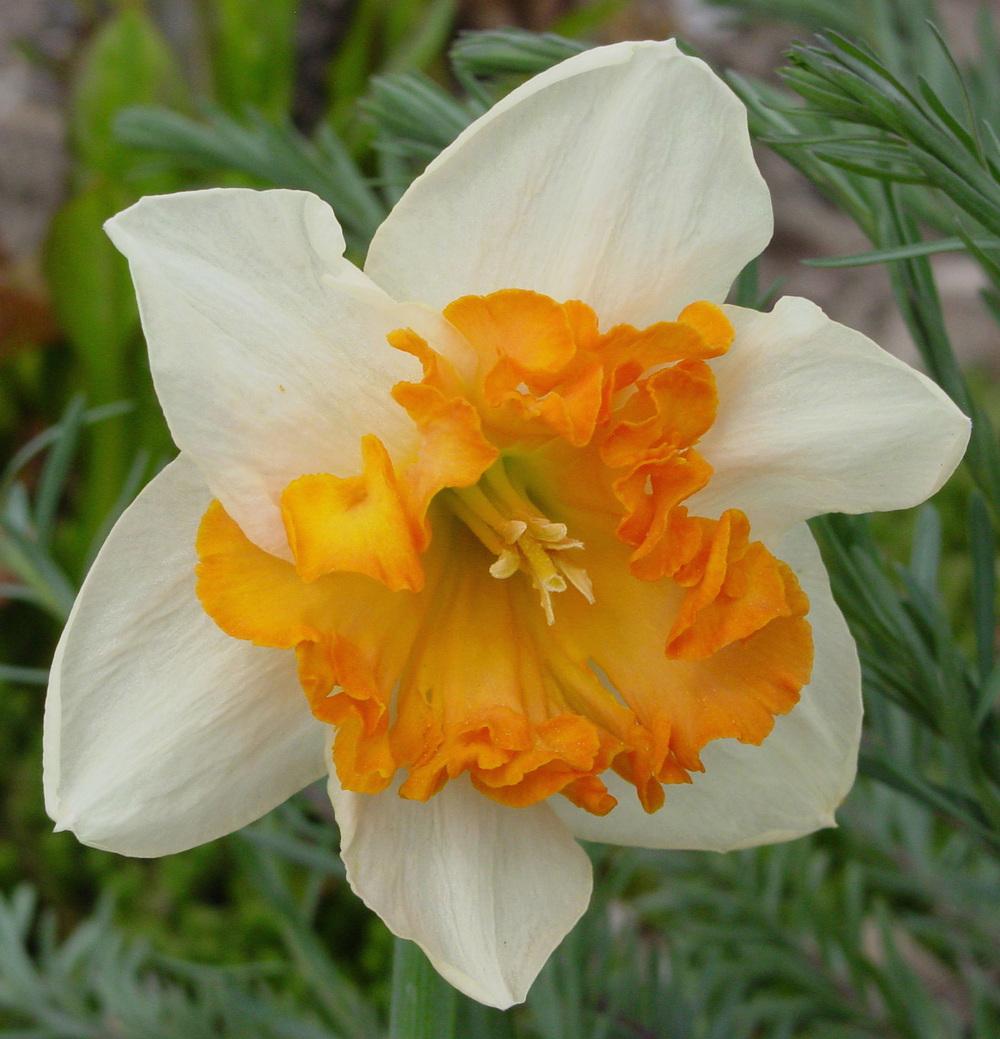 Daffodil (Narcissus 'Strawberry Fiesta') in the Daffodils Database ...