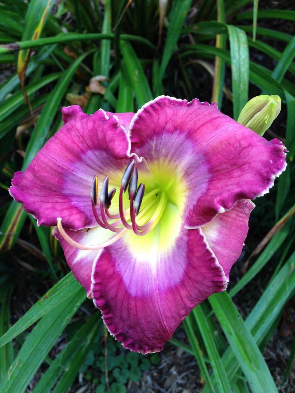 Daylily (Hemerocallis 'Color Coordinated') in the Daylilies Database