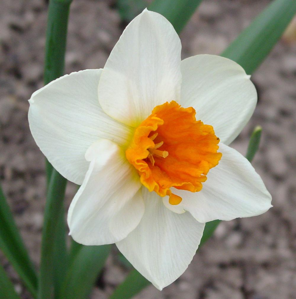 Longcupped Narcissus (Narcissus 'Johann Strauss') in the Daffodils