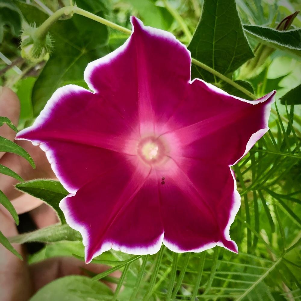 Morning Glory (Ipomoea 'Red Picotee') in the Morning Glories Database