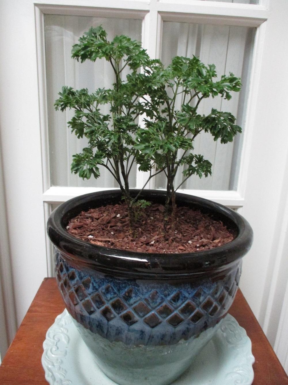 Photo of the entire plant of Parsley Aralia (Polyscias fruticosa