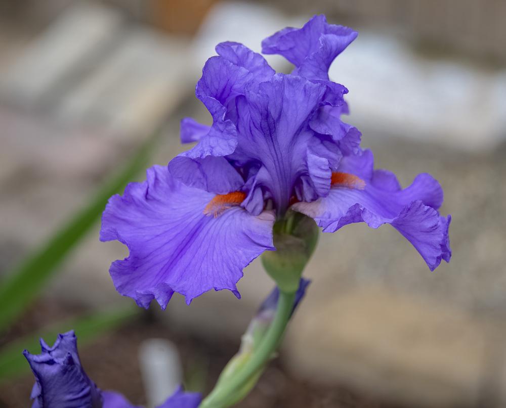 Tall Bearded Iris (Iris 'Pacific Fire') in the Irises Database