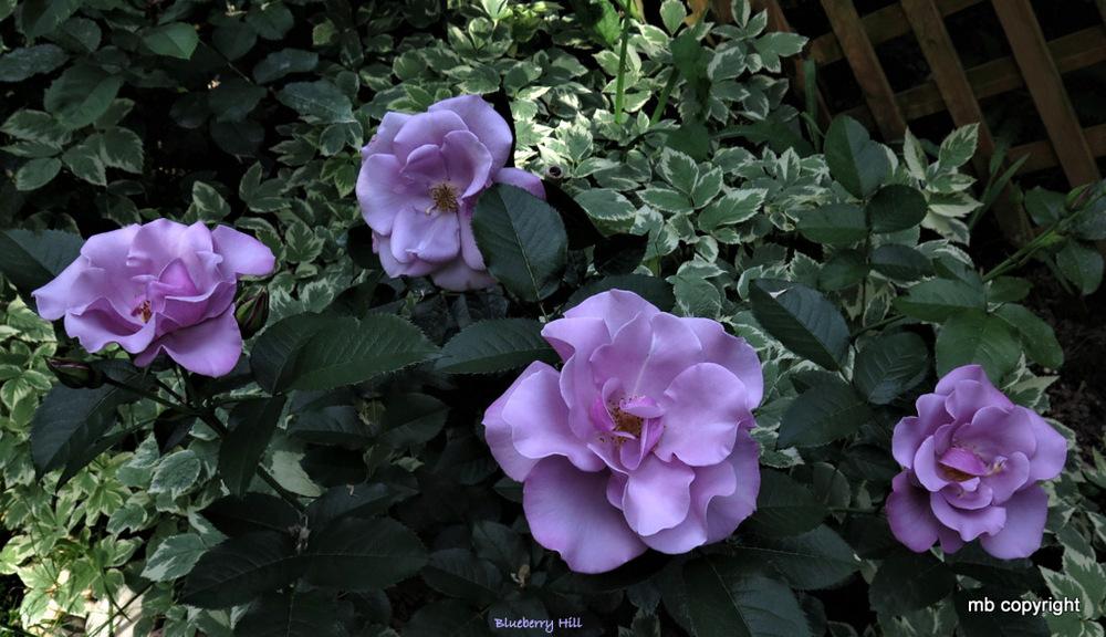 Rose (Rosa ‘Blueberry Hill’) in the Roses Database - Garden.org