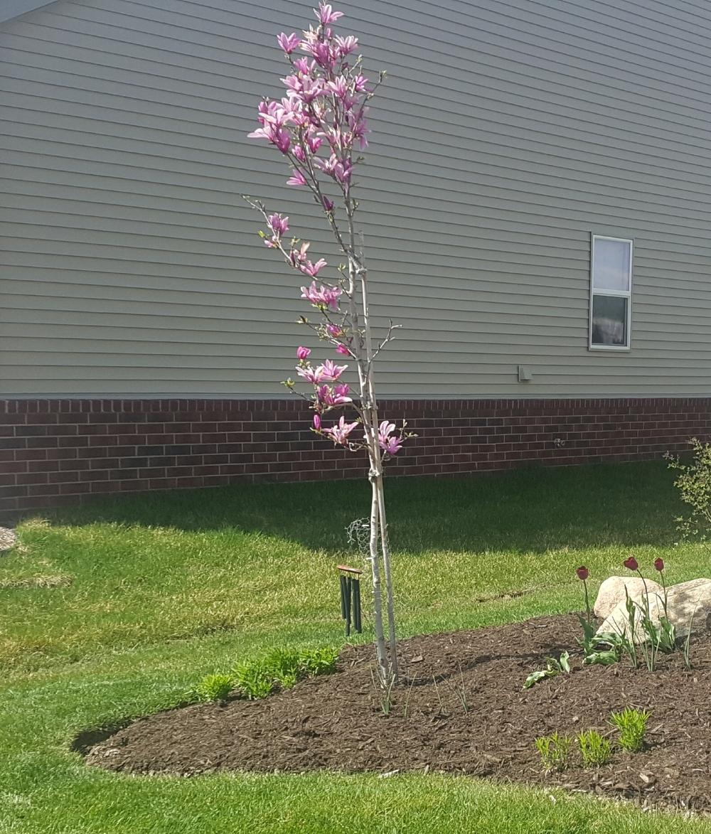 Magnolia Ann Tall & Skinny? in the Trees and Shrubs forum