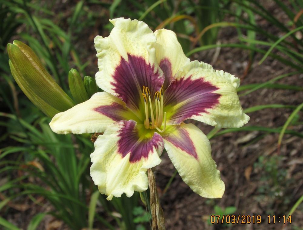 Daylily (Hemerocallis 'Wild Chicken') in the Daylilies Database