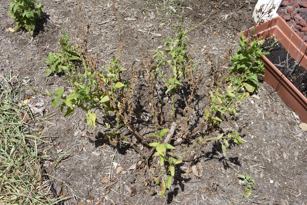 Scarlet Sages dying in the Ask a Question forum