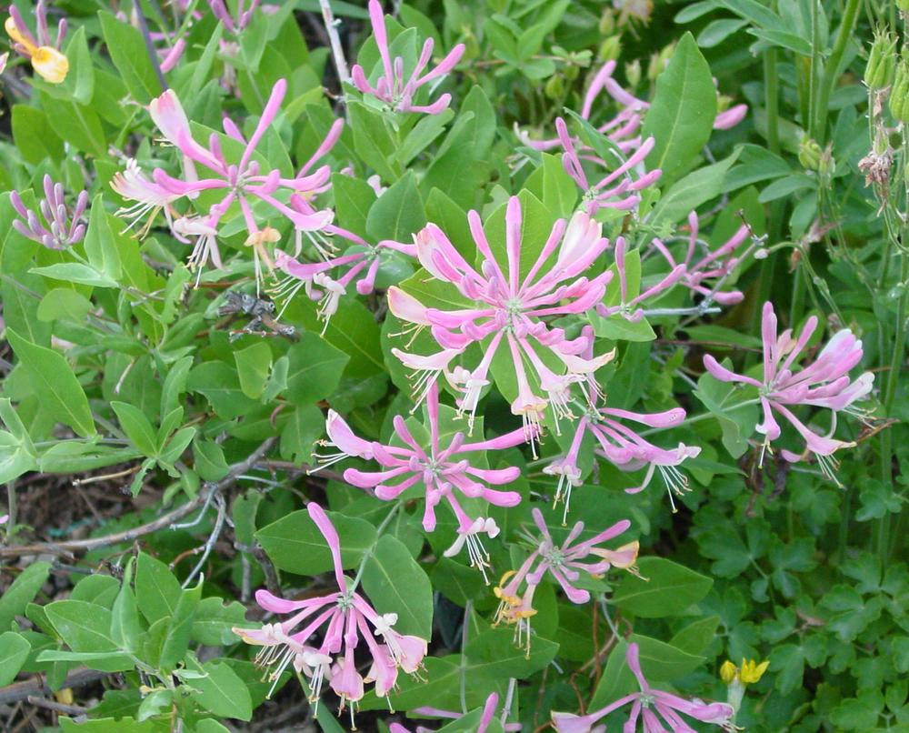 Photo of the bloom of Honeysuckle (Lonicera x heckrottii 'Pink Lemonade') posted by MaryDurtschi