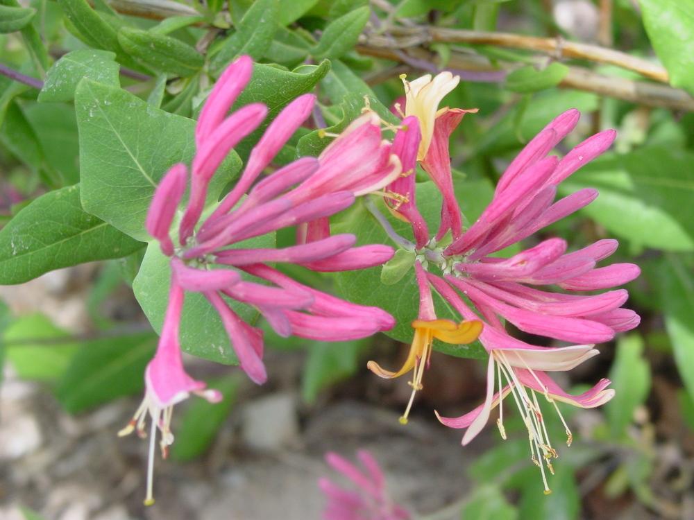 Photo of the bloom of Honeysuckle (Lonicera x heckrottii 'Pink Lemonade') posted by MaryDurtschi