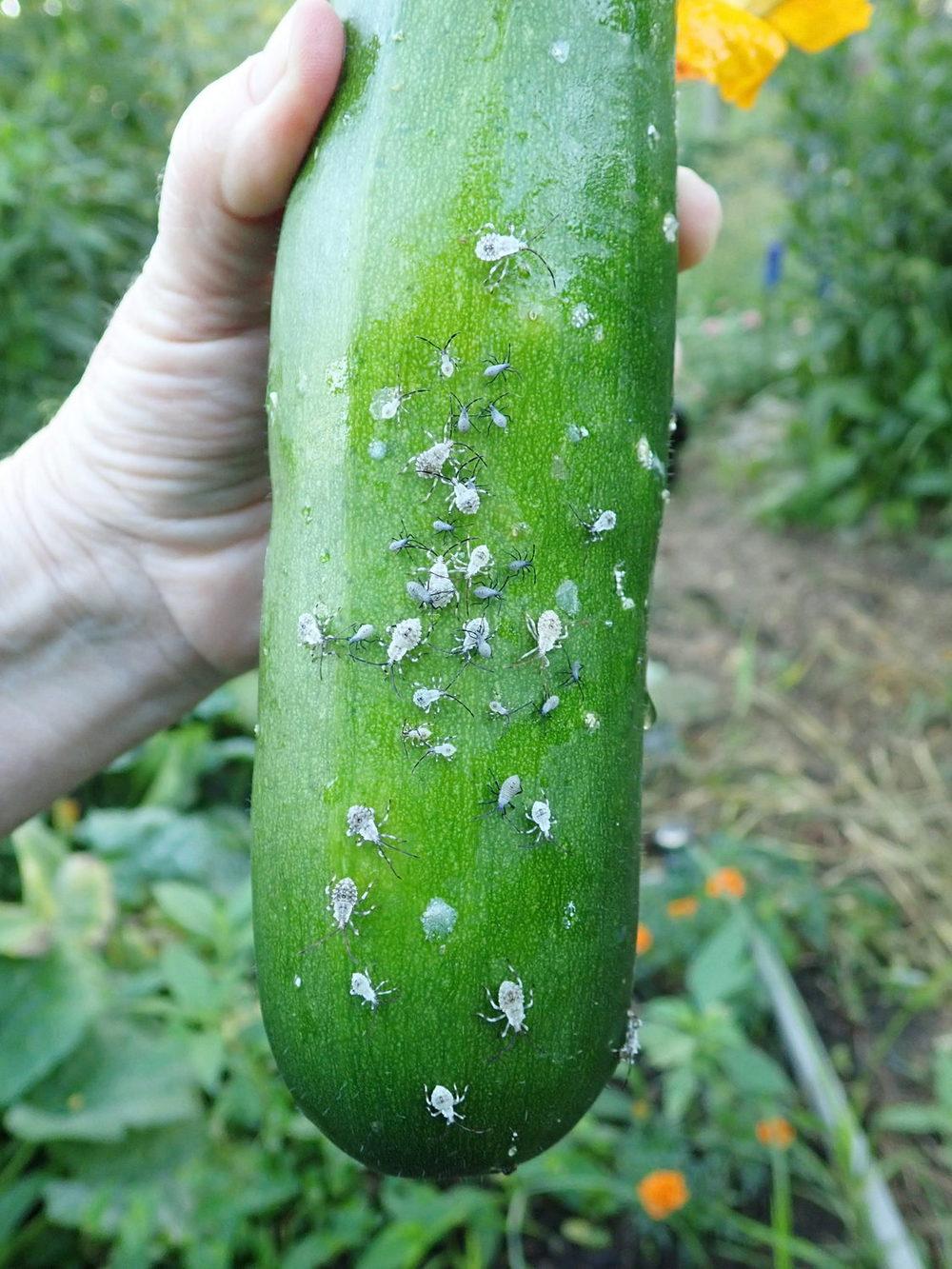 Squash bug nymphs ((photo)) in Squash Bug