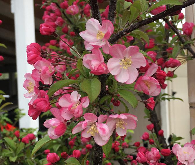 Crabapple (Malus Coralburst®) in the Apples Database