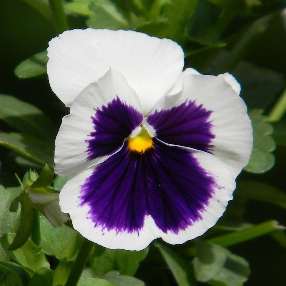 Pansy (Viola x wittrockiana Colossus™ White with Blotch) in the Violas