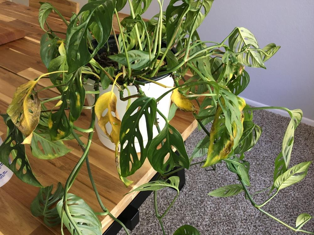 Houseplants Forum Monstera Adansonii What S Wrong With My Plant Garden Org