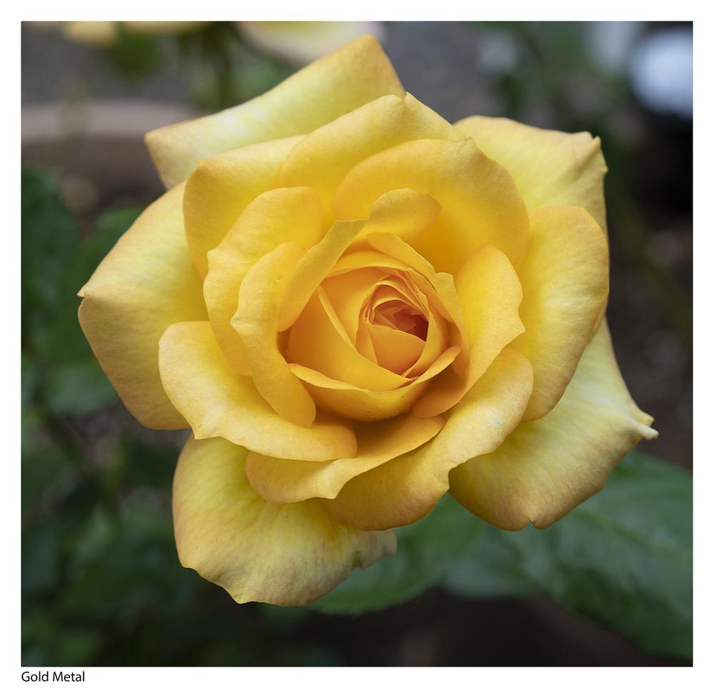 Photo of the bloom of Rose (Rosa 'Gold Medal') posted by kohala ...