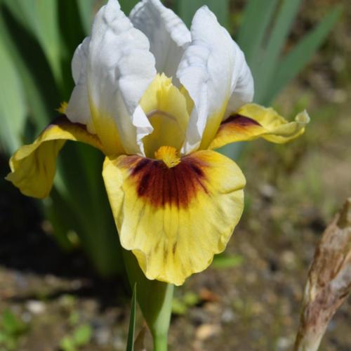 Arilbred Iris (Iris 'Sun and Snow') in the Irises Database