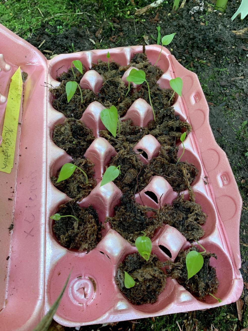 Germinating Tropical Seeds Tutorial using Anthurium in the Tropicals