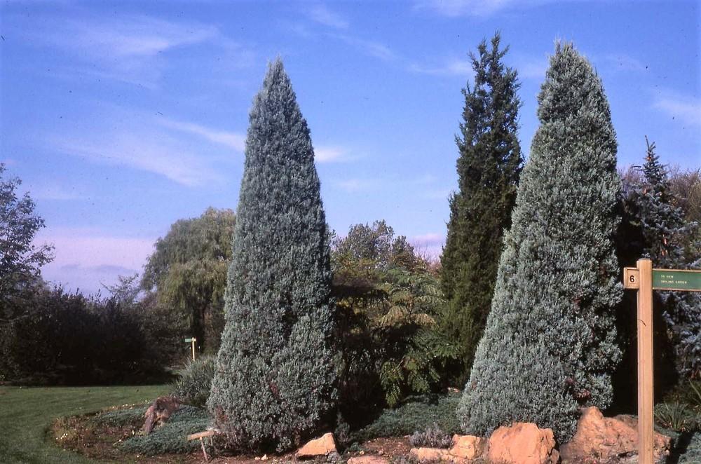 Rocky Mountain Juniper (Juniperus scopulorum 'Wichita Blue')