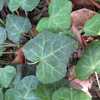 Planted in total shade of oak trees.