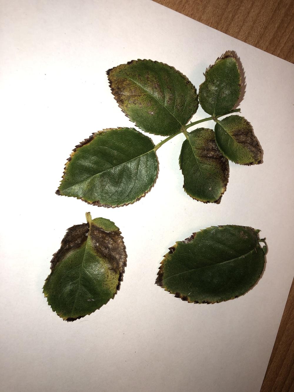 Black edges on roses?? in the Roses forum