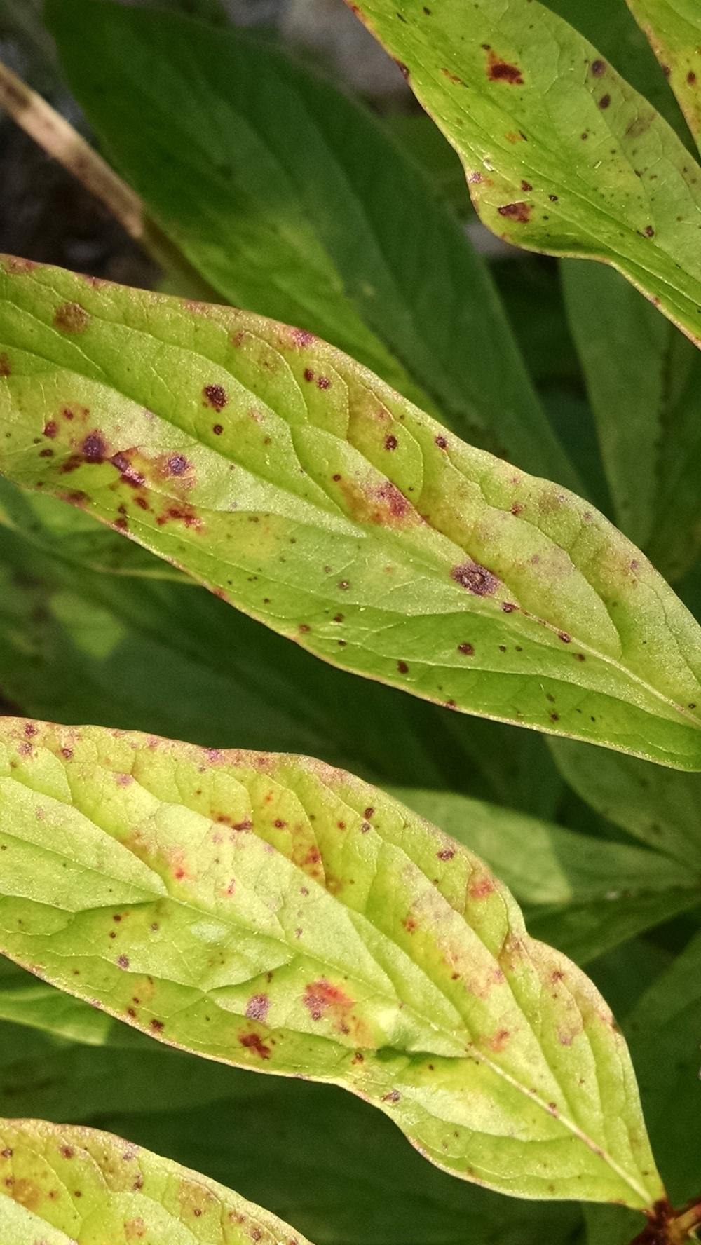 Spots on peony leaves in the Ask a Question forum