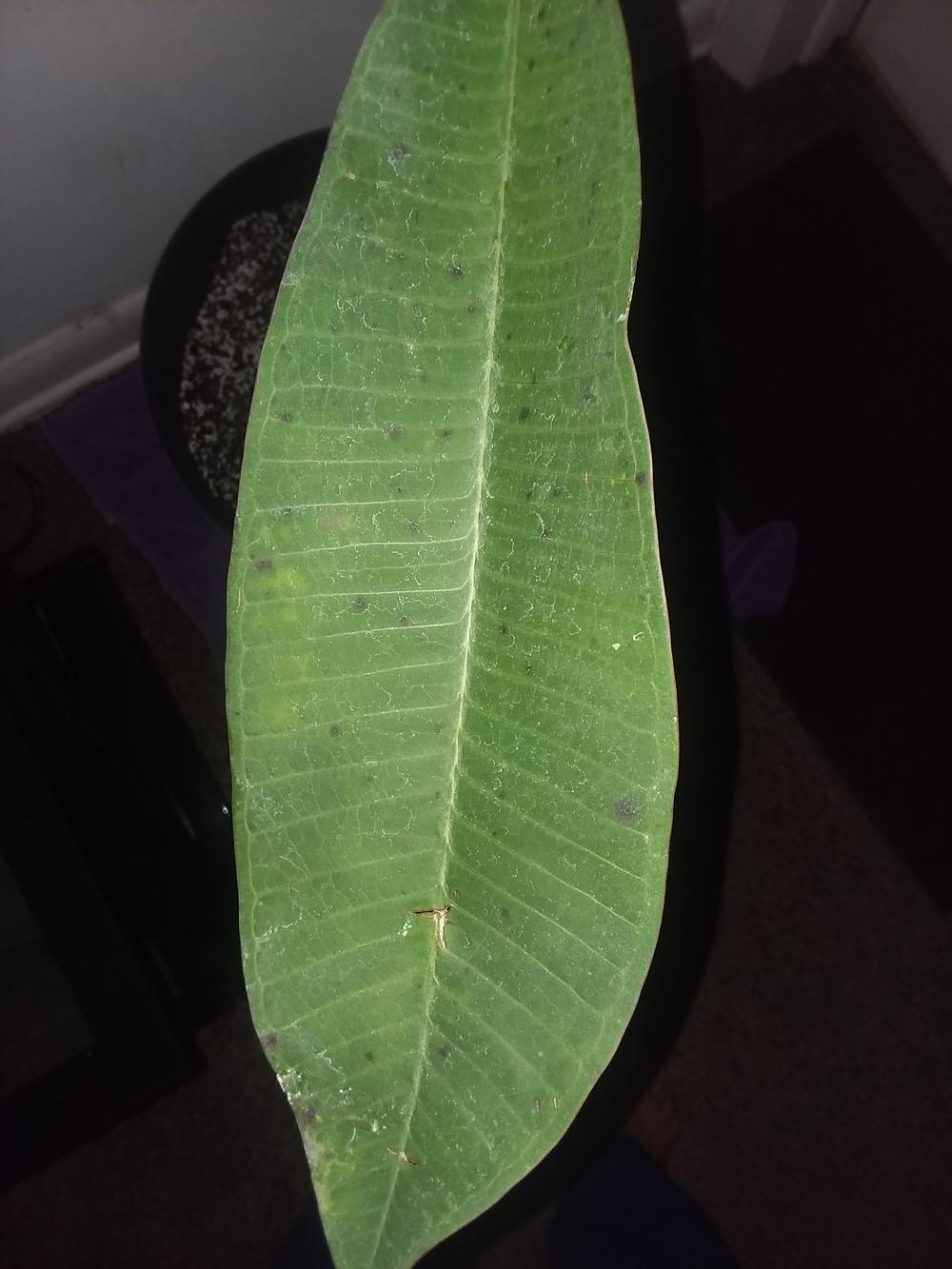 Ask A Question Forum Black Spots On Plumeria Leaves Garden Org