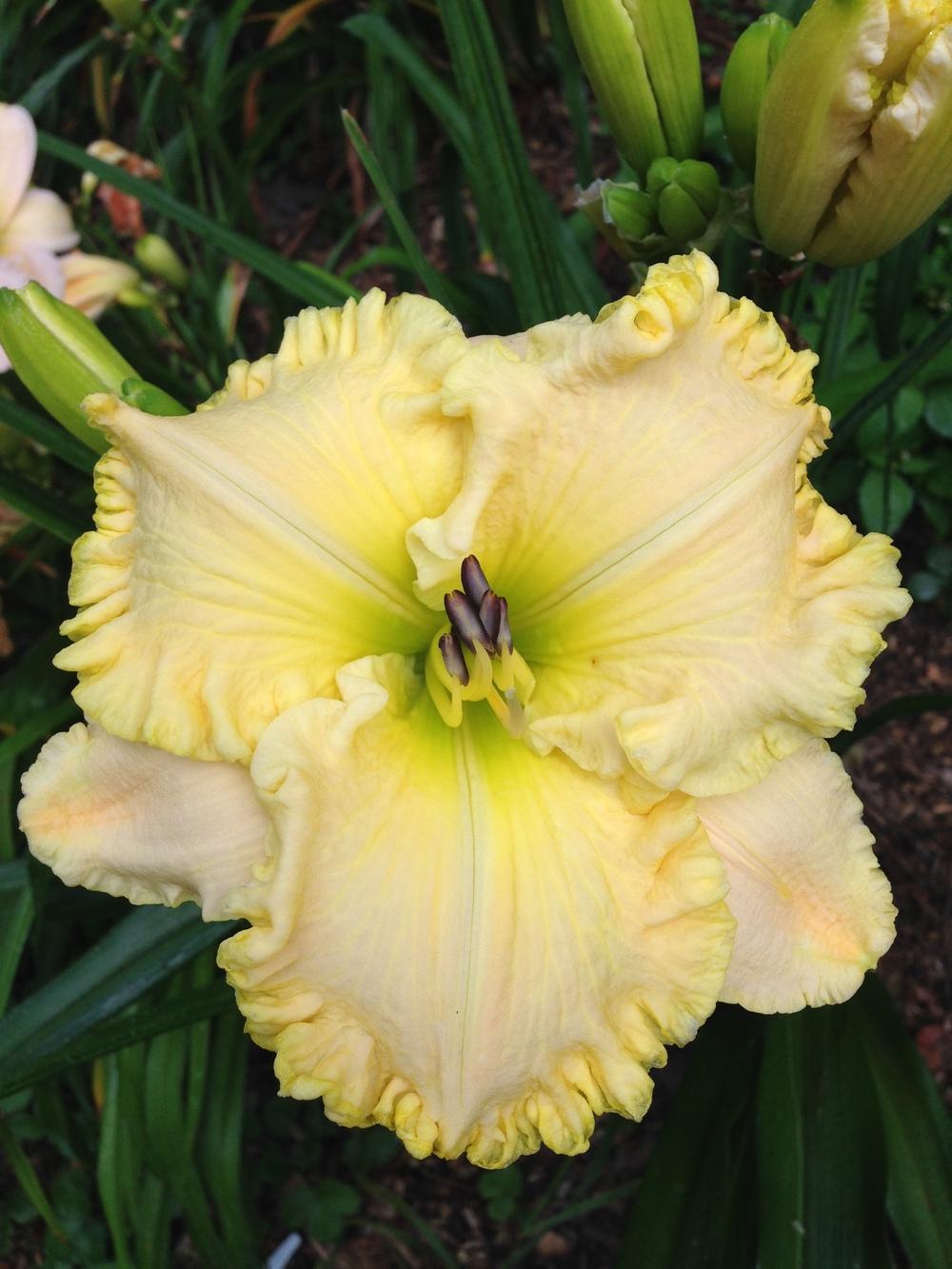 Daylily (Hemerocallis 'Drop Dead in the Daylilies Database