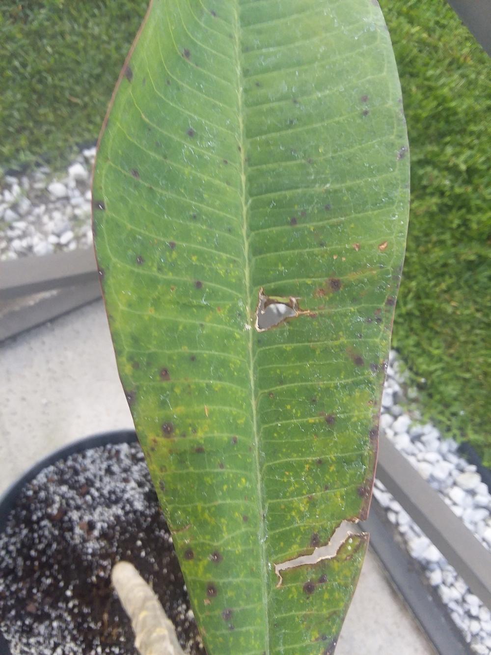 Plumeria has droopy leaves in the Plumeria forum