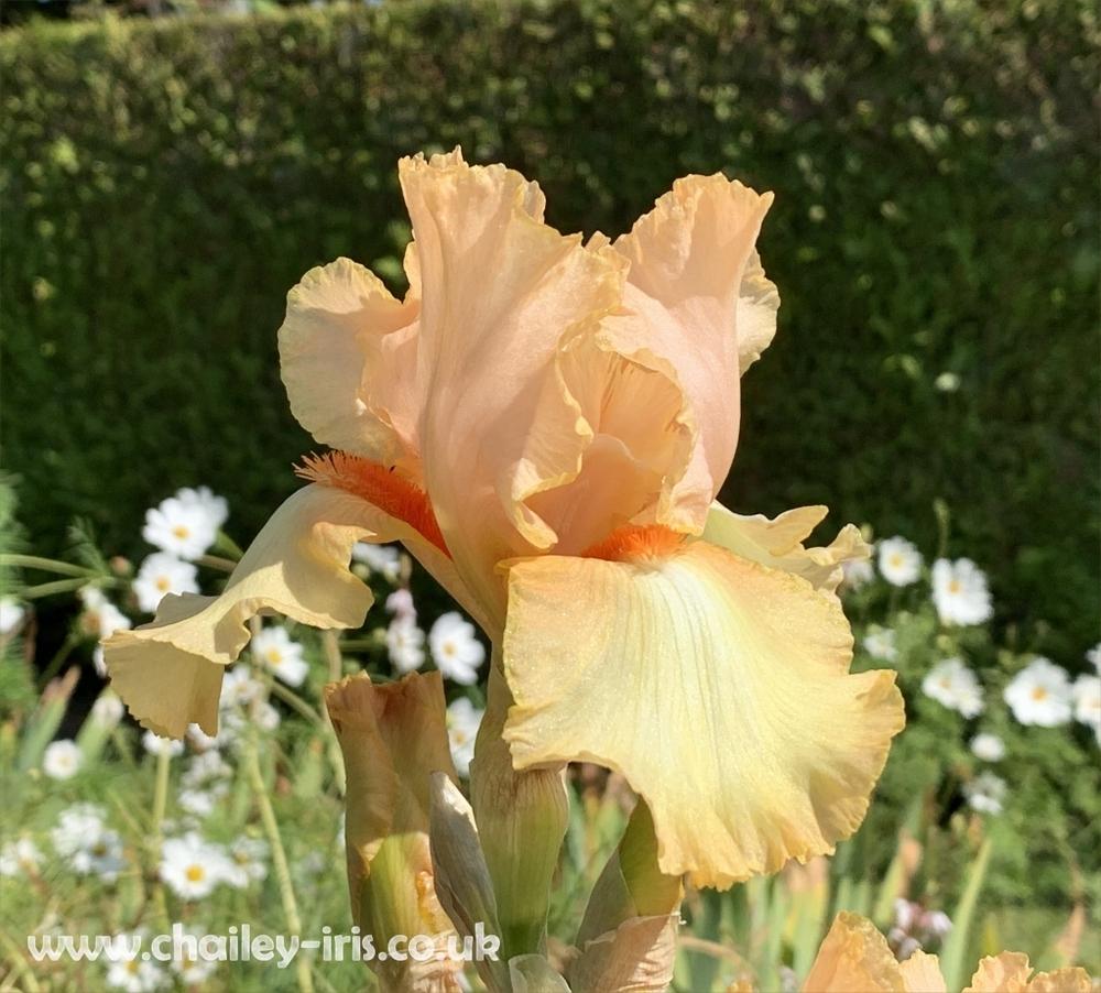 Tall Bearded Iris (Iris 'Juicy Fruit') in the Irises Database