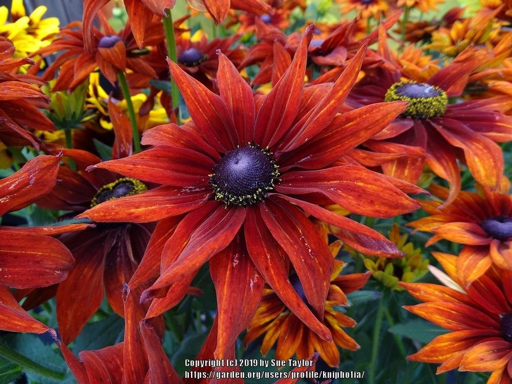 Black Eyed Susans Plant Care and Collection of Varieties