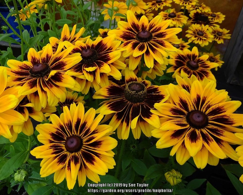 Black Eyed Susans Plant Care and Collection of Varieties